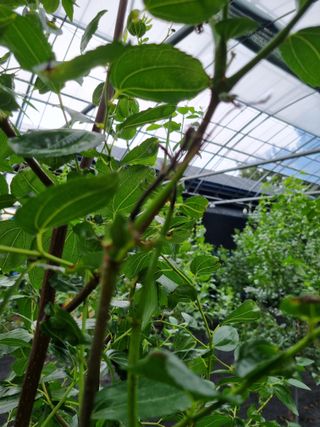 이문규님의 기타작물 · 병해충상담 작성글 사진