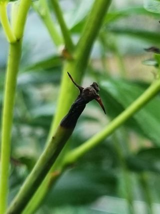 이문규님의 기타작물 · 병해충상담 작성글 사진