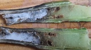 이문규님의 기타작물 · 병해충상담 작성글 사진