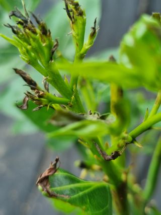 이문규님의 기타작물 · 병해충상담 작성글 사진