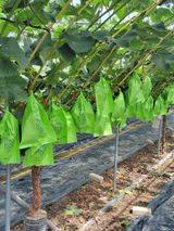 팜모닝 포도·병해충상담 게시글 이미지