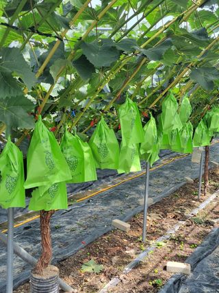 청산뜰 님의 포도 · 병해충상담 작성글 사진