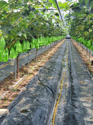 청산뜰 님의 포도 · 병해충상담 작성글 사진