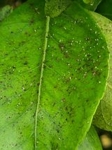 팜모닝 귤·병해충상담 게시글 이미지