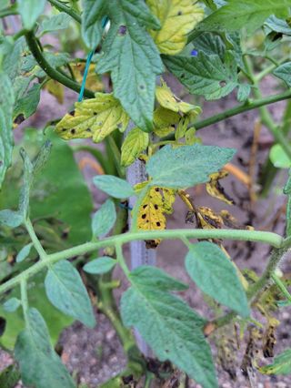 라정현님의 토마토 · 병해충상담 작성글 사진