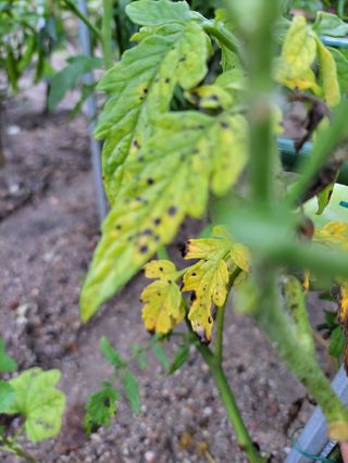 라정현님의 토마토 · 병해충상담 작성글 사진