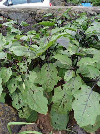 구용기님의 기타작물 · 병해충상담 작성글 사진