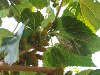 황갑선님의 기타작물 · 병해충상담 작성글 사진