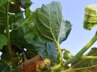 황갑선님의 기타작물 · 병해충상담 작성글 사진