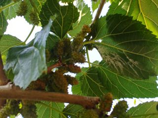 황갑선님의 기타작물 · 병해충상담 작성글 사진