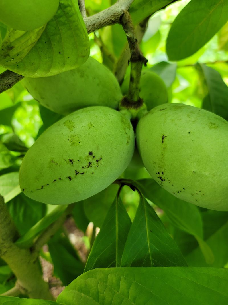 장터 상품 [포포열매] 썸네일