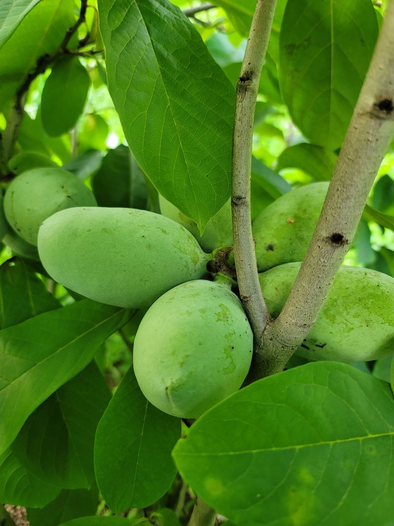 김안식~납작복숭아님의 장터 판매 상품 [포포열매] 첨부 사진