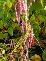 팜모닝 내 농사 경력 자랑하기·참여 게시글 이미지