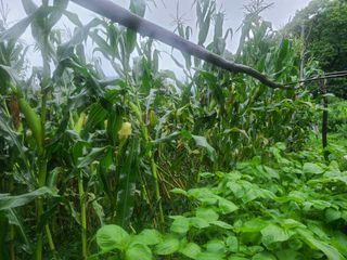 고갑윤님의 자유주제 · 자유게시판 작성글 사진