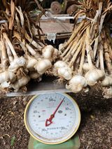 팜모닝 마늘·수확 게시글 이미지