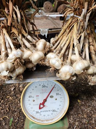 원덕 민병학님의 마늘 · 수확 작성글 사진