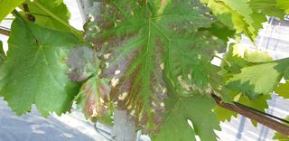 박쌍환님의 포도 · 병해충상담 작성글 사진