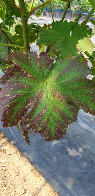 박쌍환님의 포도 · 병해충상담 작성글 사진