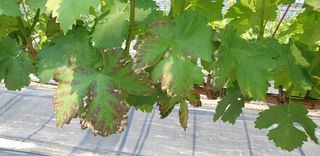 박쌍환님의 포도 · 병해충상담 작성글 사진