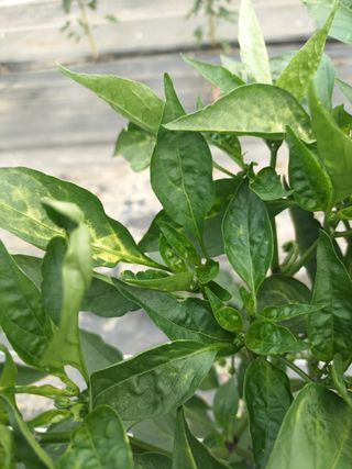 Bo Hoon님의 고추 · 병해충상담 작성글 사진