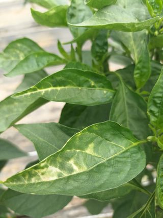 Bo Hoon님의 고추 · 병해충상담 작성글 사진