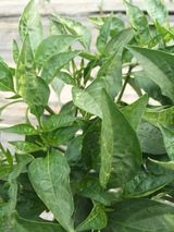 팜모닝 고추·병해충상담 게시글 이미지