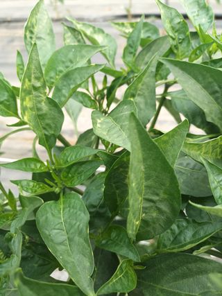 Bo Hoon님의 고추 · 병해충상담 작성글 사진