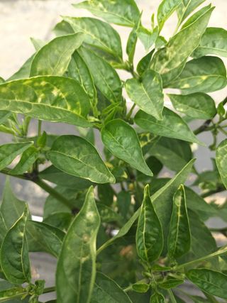 Bo Hoon님의 고추 · 병해충상담 작성글 사진