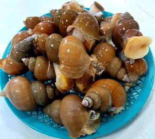 노가네수산님의 우리동네 · 동네정보 작성글 사진