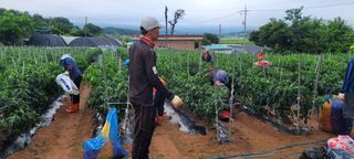 이균영님의 내 농사 경력 자랑하기 · 참여 작성글 사진