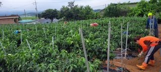 이균영님의 내 농사 경력 자랑하기 · 참여 작성글 사진