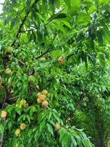 팜모닝 기타작물·자유게시판 게시글 이미지