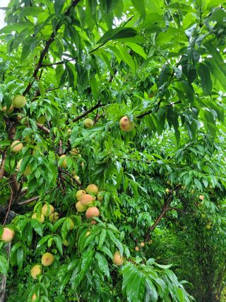 진해풍호동텃밭님의 기타작물 · 자유게시판 작성글 사진