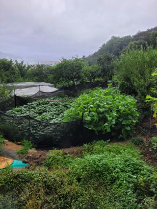 진해풍호동텃밭님의 기타작물 · 자유게시판 작성글 사진