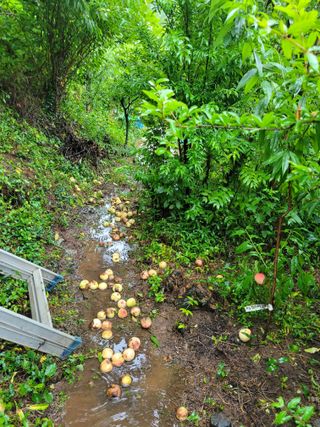 진해풍호동텃밭님의 기타작물 · 자유게시판 작성글 사진