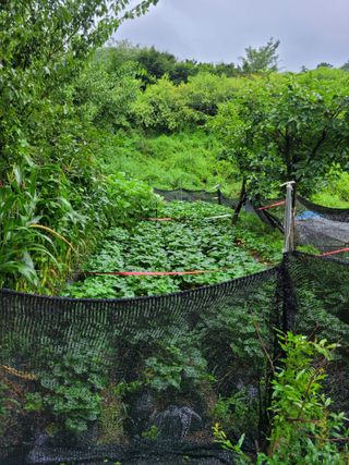 진해풍호동텃밭님의 기타작물 · 자유게시판 작성글 사진