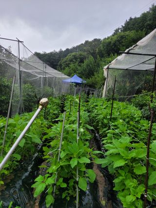 진해풍호동텃밭님의 기타작물 · 자유게시판 작성글 사진