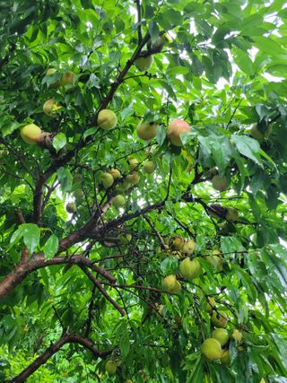 진해풍호동텃밭님의 기타작물 · 자유게시판 작성글 사진