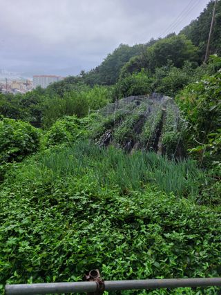 진해풍호동텃밭님의 기타작물 · 자유게시판 작성글 사진