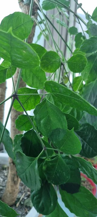 벤틀리 님의 기타작물 · 병해충상담 작성글 사진