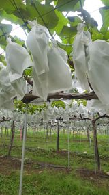 팜모닝 포도·자유게시판 게시글 이미지