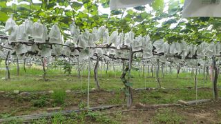 소백산단산포도이종석님의 포도 · 자유게시판 작성글 사진