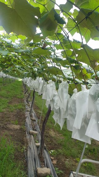 소백산단산포도이종석님의 포도 · 자유게시판 작성글 사진