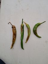 팜모닝 고추·병해충상담 게시글 이미지