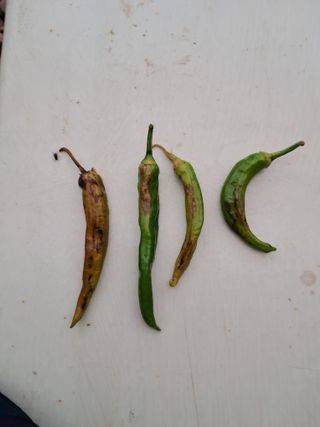 김덕영님의 고추 · 병해충상담 작성글 사진