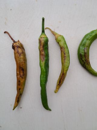 김덕영님의 고추 · 병해충상담 작성글 사진