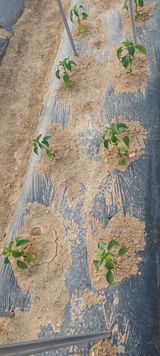 팜모닝 고추·병해충상담 게시글 이미지