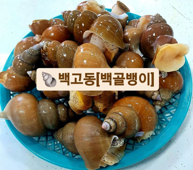 장터 상품 [노가네]동해안 오동통한 100% 백고동 백골뱅이 1kg] 썸네일