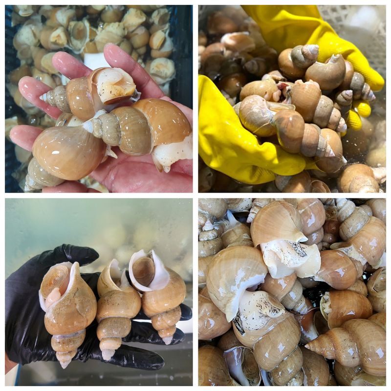 노가네수산님의 장터 판매 상품 [노가네]동해안 오동통한 100% 백고동 백골뱅이 1kg] 첨부 사진