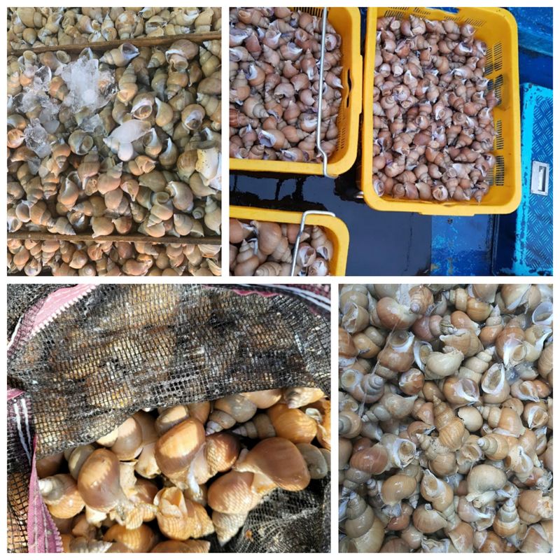 노가네수산님의 장터 판매 상품 [노가네]동해안 오동통한 100% 백고동 백골뱅이 1kg] 첨부 사진